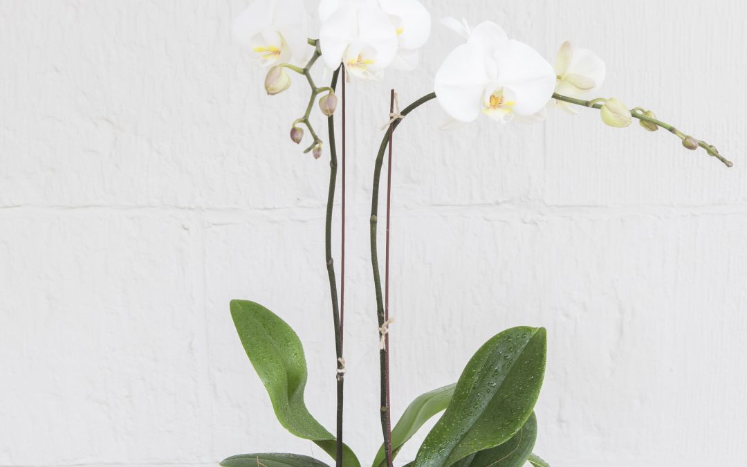 THE POTTED PHALAENOPSIS ORCHID