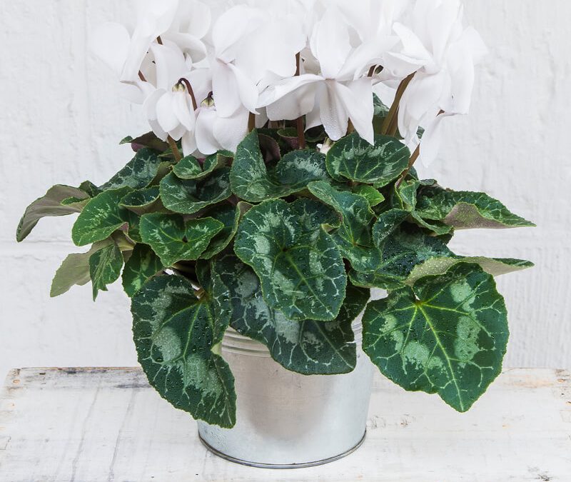 THE PERFECT POTTED CYCLAMEN